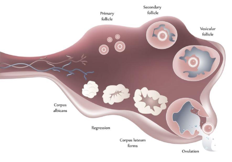 Low AMH Stimulation Protocol